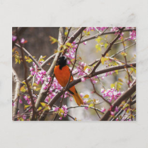 Baltimore Oriole Postkarte