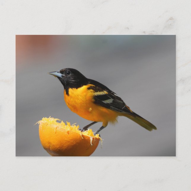 Baltimore Oriole Postkarte (Vorderseite)