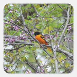 Baltimore Oriole Quadratischer Aufkleber