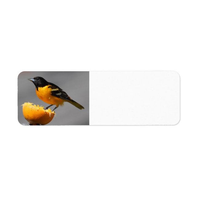 Baltimore Oriole Rücksendeadressen-Aufkleber (Vorne)