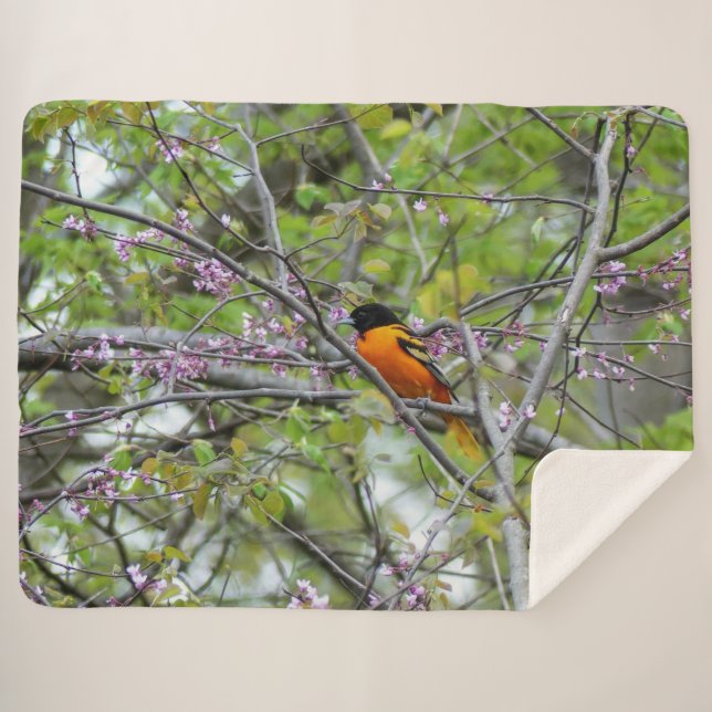 Baltimore Oriole Sherpadecke (Vorderseite (Horizontal))