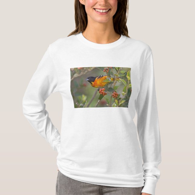 Baltimore Oriole T-Shirt (Vorderseite)