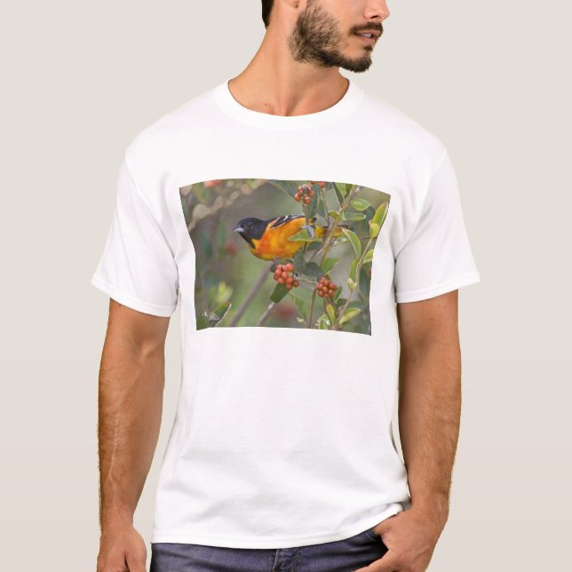 Baltimore Oriole T-Shirt (Vorderseite)
