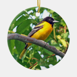 Baltimore Oriole-Verzierung Keramik Ornament