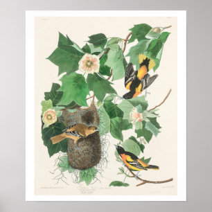 Baltimore Oriole von Audubon Poster