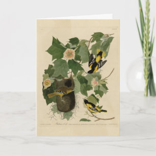 Baltimore Oriole - von Audubons Vögeln Amerikas Karte