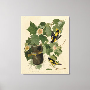 Baltimore Oriole - von Audubons Vögeln Amerikas Leinwanddruck