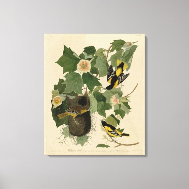 Baltimore Oriole - von Audubons Vögeln Amerikas Leinwanddruck (Vorderseite)