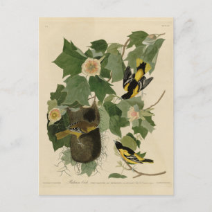 Baltimore Oriole - von Audubons Vögeln Amerikas Postkarte
