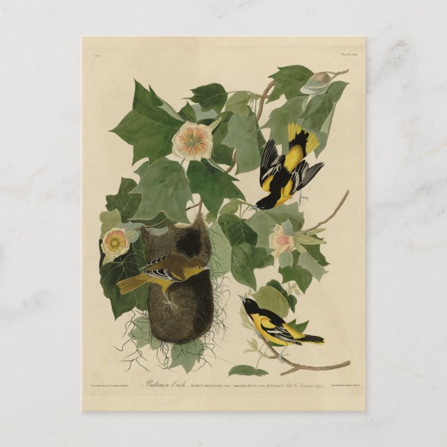 Baltimore Oriole - von Audubons Vögeln Amerikas Postkarte (Vorderseite)