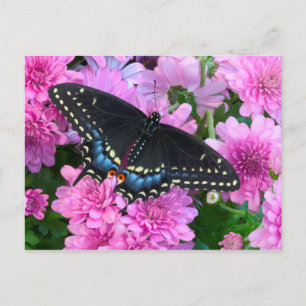 Baltimore-Scheckenfalter Postkarte