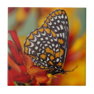 Baltimore-Scheckiger Schmetterling Fliese