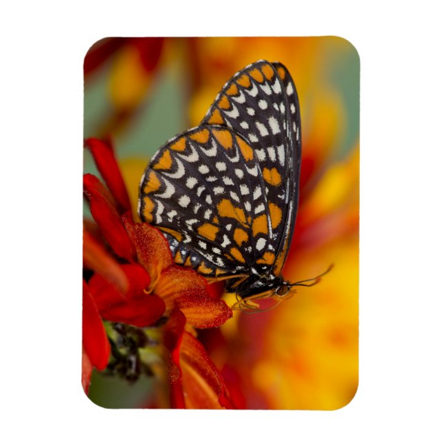Baltimore-Scheckiger Schmetterling Magnet (Vertikal)