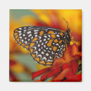 Baltimore-Scheckiger Schmetterling Magnet