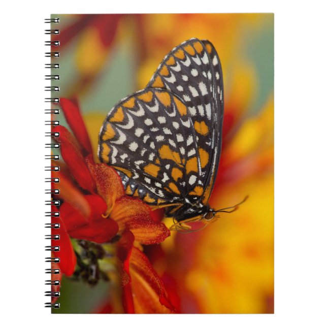 Baltimore-Scheckiger Schmetterling Notizblock (Vorderseite)