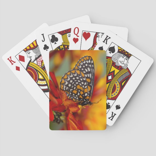 Baltimore-Scheckiger Schmetterling Spielkarten (Rückseite)