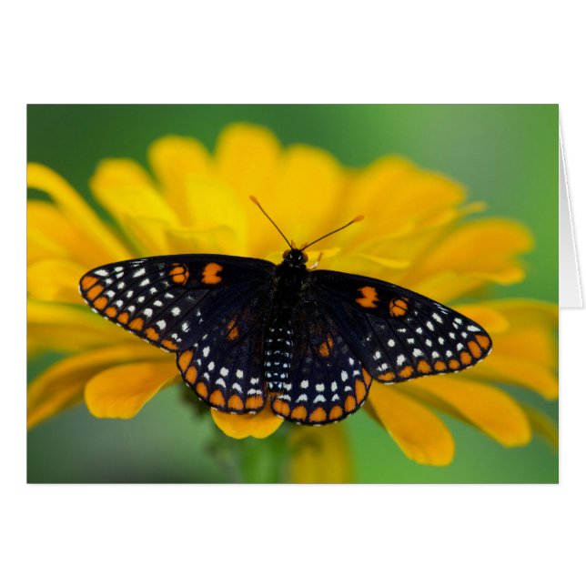 Baltimore Schmetterling (Vorderseite (Horizontal))