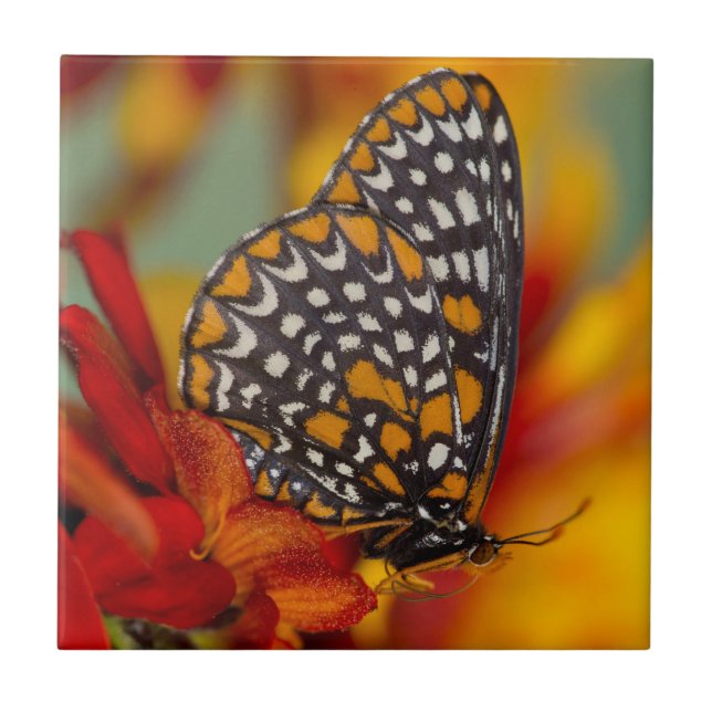 Baltimore-Schmetterling Fliese (Vorderseite)