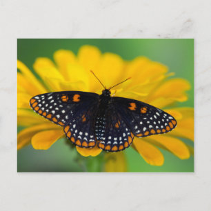 Baltimore Schmetterling Postkarte