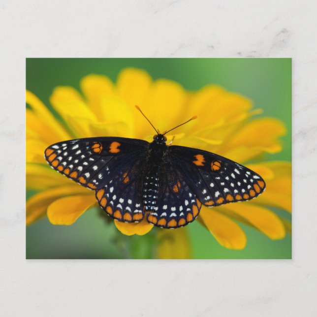 Baltimore Schmetterling Postkarte (Vorderseite)