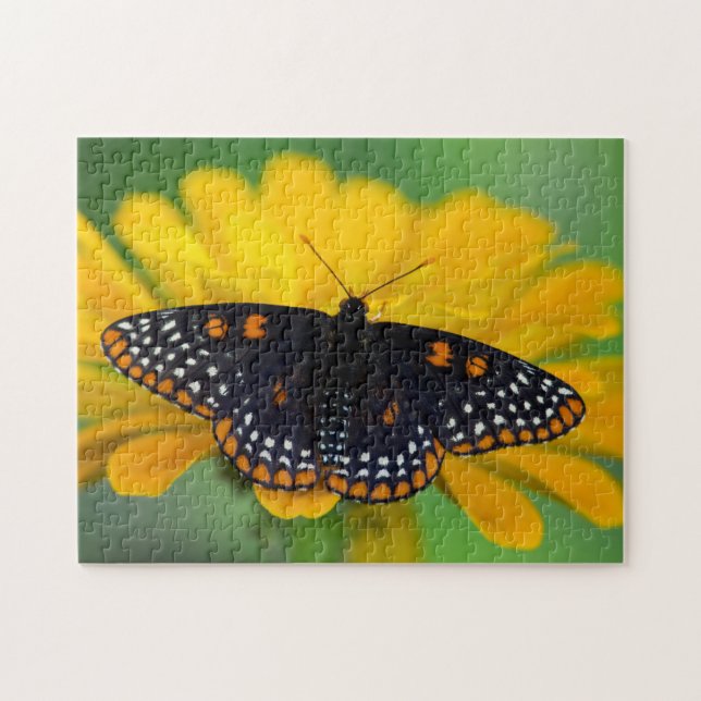 Baltimore Schmetterling Puzzle (Horizontal)