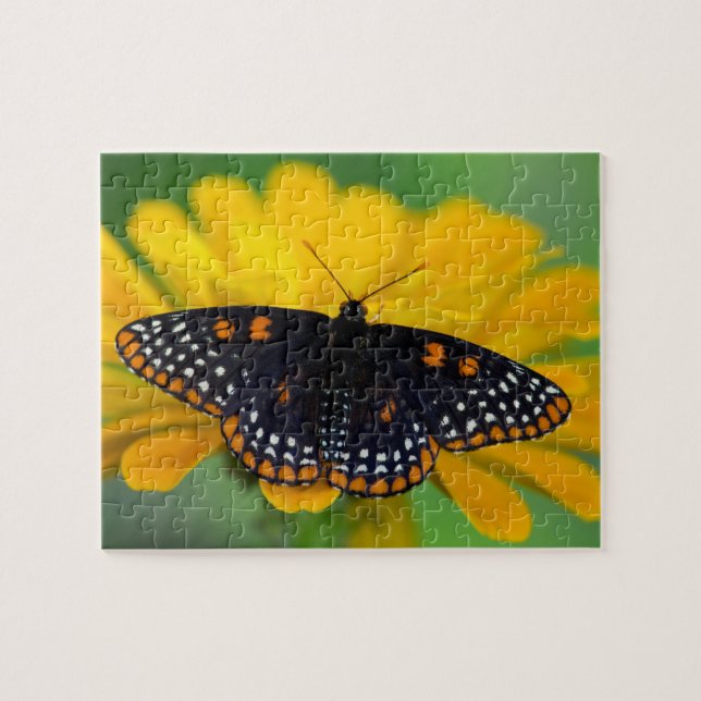Baltimore Schmetterling Puzzle (Horizontal)