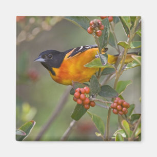 Baltimore-Trillervogel Magnet