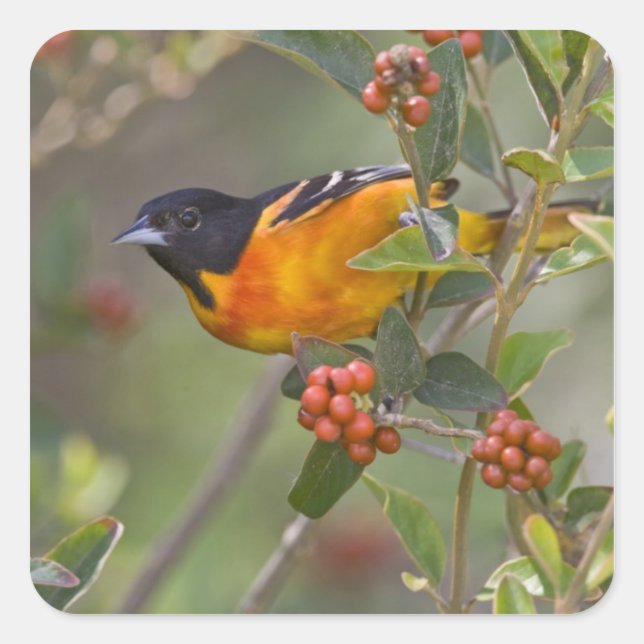 Baltimore-Trillervogel Quadratischer Aufkleber (Vorderseite)
