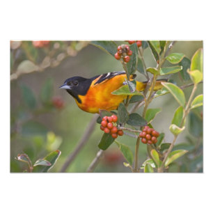 Baltimore-Trillvogel Fotodruck