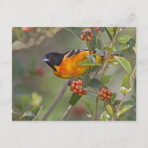 Baltimore-Trillvogel Postkarte
