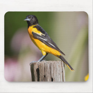 Baltimore-Trillvogel Weibchen im Blumengarten Mousepad