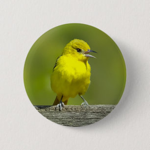 Baltimore-Trupial - Original-Fotografie Button
