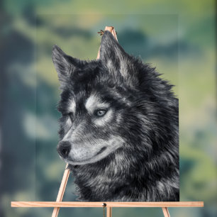 Balto Dog Acrylschild