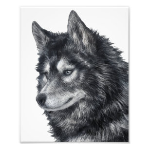 Balto Dog Fotodruck