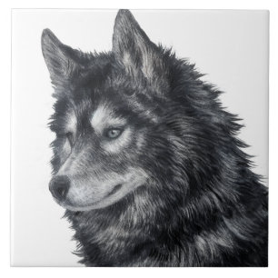Balto Dog Illustration Fliese