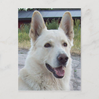 Balto Postcard Postkarte