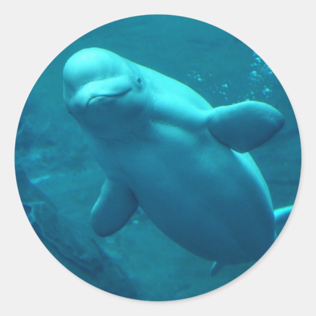 Baluga Whale Runder Aufkleber (Vorderseite)