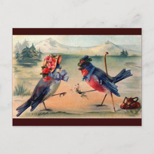 Balzverhalten der Vögel Postkarte