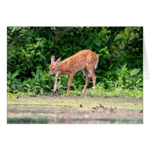 Bambi am Wasser