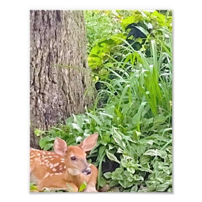 Bambi Fotodruck (Vorne)