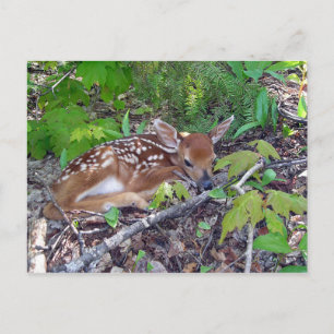 Bambi le bébé chevreuil postkarte