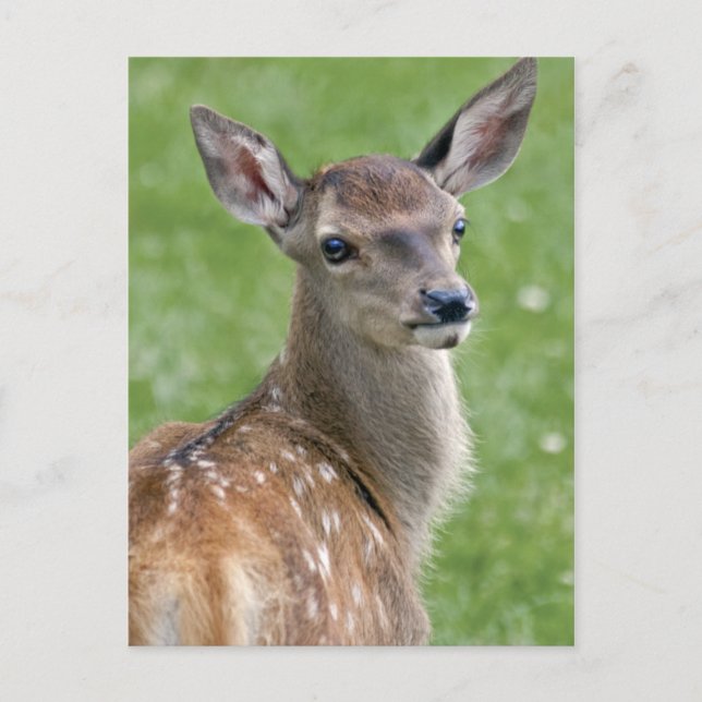 Bambi Postkarte (Vorderseite)