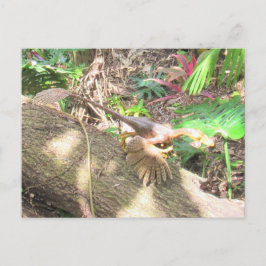Bambiraptor - Dinosaur - Lernkarte Postkarte