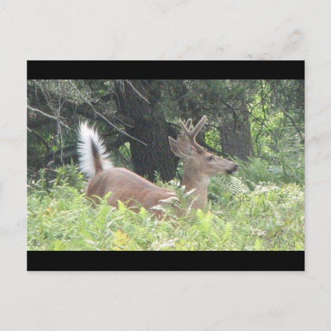 Bambis Vater? Postkarte (Vorderseite)