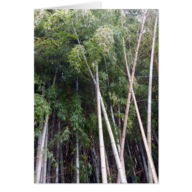 Bamboo Dance (Vorne)