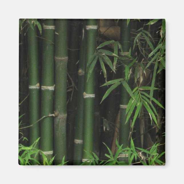 Bamboo ... Fao Rai, Nong Khai, Isaan, Thailand Magnet (Vorne)