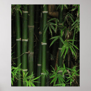 Bamboo ... Fao Rai, Nong Khai, Isaan, Thailand Poster