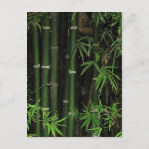 Bamboo ... Fao Rai, Nong Khai, Isaan, Thailand Postkarte