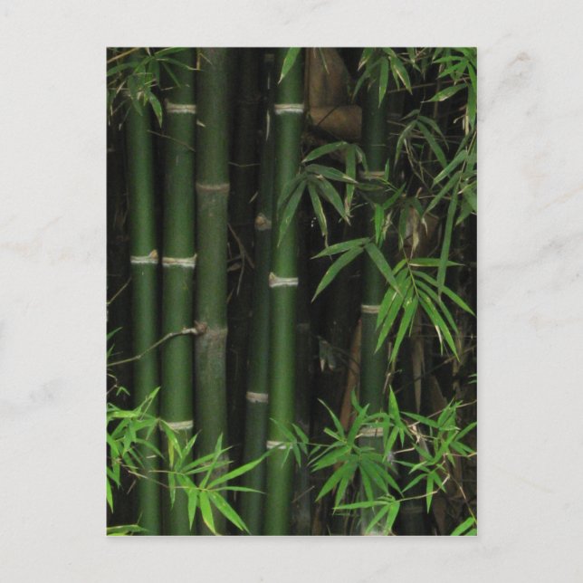 Bamboo ... Fao Rai, Nong Khai, Isaan, Thailand Postkarte (Vorderseite)