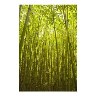 Bamboo Forest near Waikamoi Ridge Trail, North Fotodruck